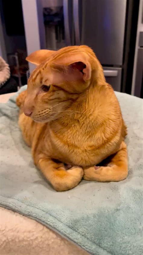 Look how cute Jambo is 🥰 : r/jschlatt