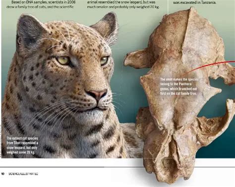 newly discovered fossil  worlds oldest cat pressreader