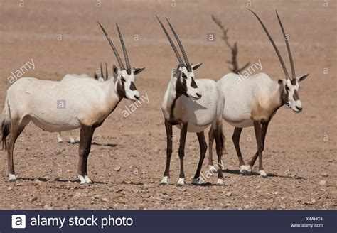 Arabian Oryx Oryx Leucoryx High Resolution Stock Photography and Images ...