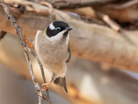 Honeyeaters | Natural Newstead | Page 8