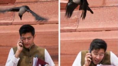 aaps mp raghav chadha trolled  memes  crow attack