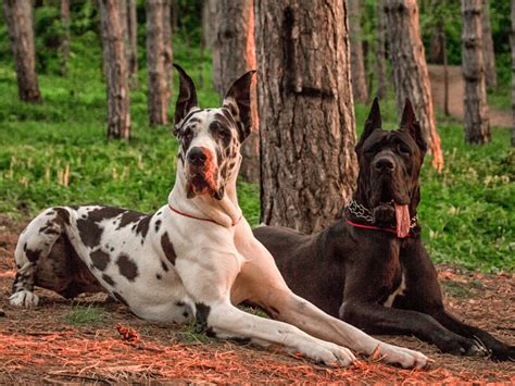 Danua Köpek Özellikleri ve Bakımı