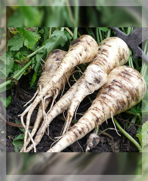 Корень пастернака 1кг в Москве, цены: купить Коренья с доставкой