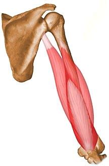 Triceps Brachii - UW Radiology