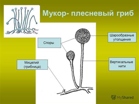 Презентация на тему: "Проверка домашнего задания: Укажите какие ...