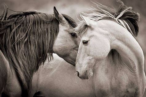 Beautiful horses in Love