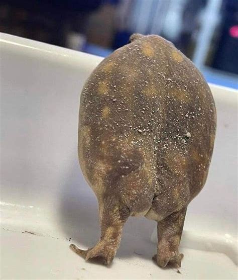 Screen Banana's very important homework: Frog buttcheeks
