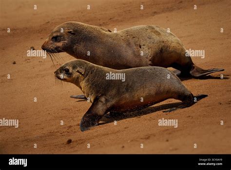 cape fur seal  afro australian fur seal arctocephalus pusillus