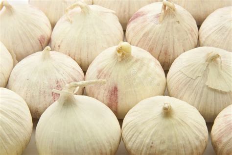 Garlic Bulbs stock photo. Image of health, nutrition - 12418298