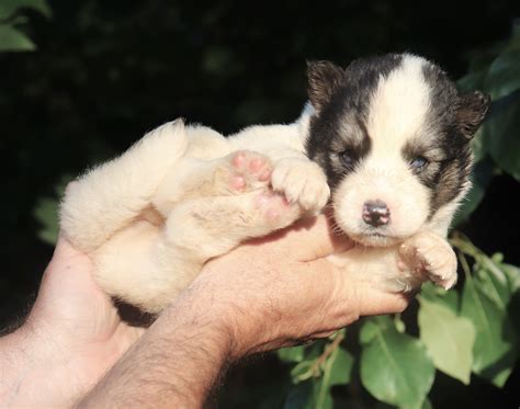 J & D's Wooly Huskies