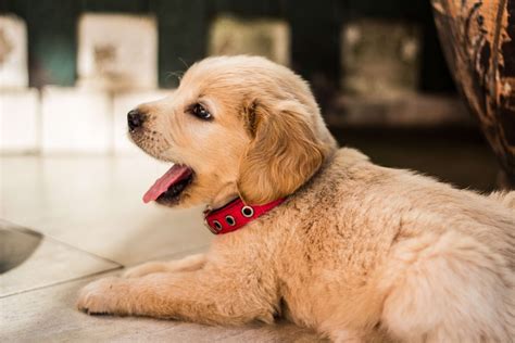 OVERNIGHT CARE TIPS FOR DOGS – Doo Care