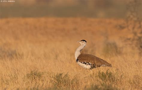 Great Indian Bustard | BirdForum