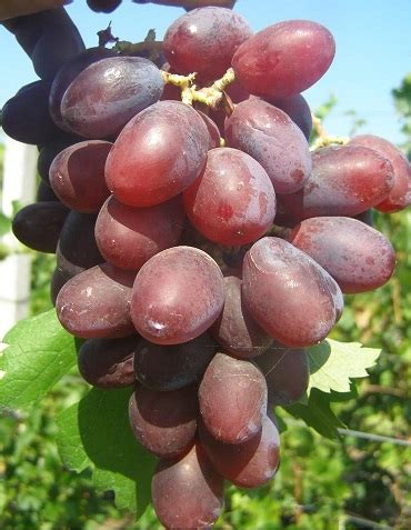 Hariton | Winnica Eden - Sadzonki Winorośli