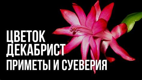 Приметы и суеверия о цветке декабристе: можно ли держать дома