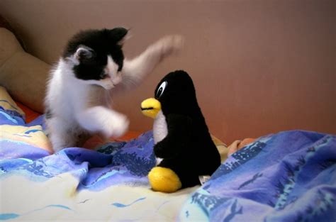 Kernel Linux: un proyecto en el que hasta una niña de 4 años puede ...