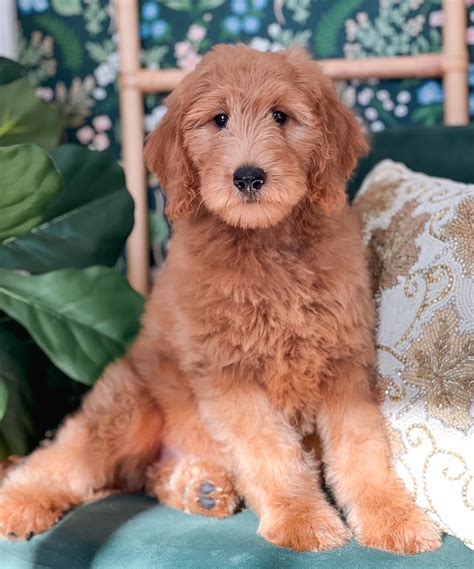 Explore Cute F1B Teddy Bear English Goldendoodles Images