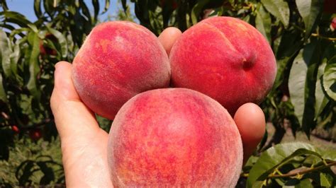 Персик Кондор. Peach Condor. Один з найкращих сортів ранньо-середнього ...