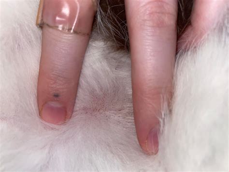 Flea dirt or skin allergy ? Cat has no signs of fleas and the spots do