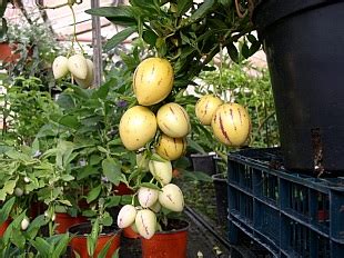 Solanum muricatum Pepino Gold | Garten.cz