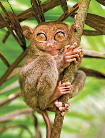 Saan Matatagpuan Ang Mga Tarsier