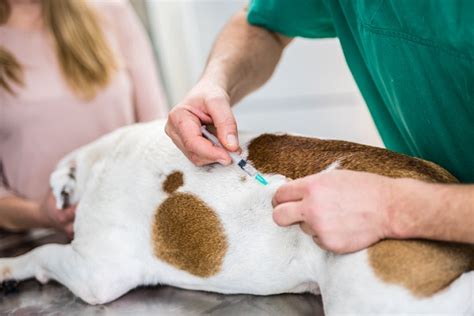 Quantas Vacinas O Cachorro Tem Que Tomar - Quantas vacinas o cachorro tem que tomar? Veja! | Petlove