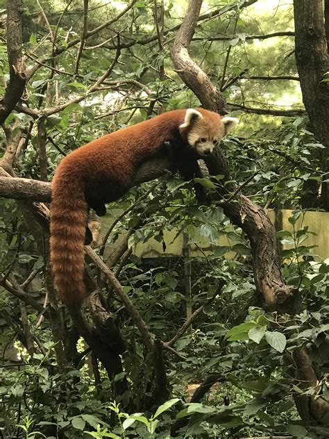 The pandas at Central Park zoo were out to play today! : r/redpandas