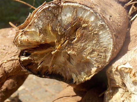 Cassava qtl against cassava bacterial blight - lokimuscle