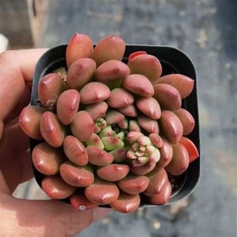 sen da var  phai giong sen dot bien khong cach chon giong tot