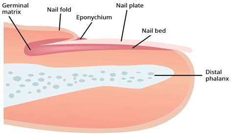 nail unit plate germinal matrix bed teachmeanatomy
