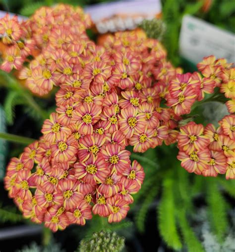Achillea 'Terracotta' Yarrow 6" Pot - Hello Hello Plants