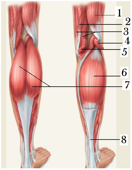 Calf muscles Diagram | Quizlet