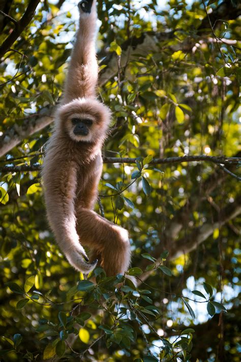 Gibbon Swinging Gracefully in Thai Jungle · Free Stock Photo