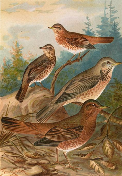Turdus Naumanni by Johann Friedrich Naumann - Artvee