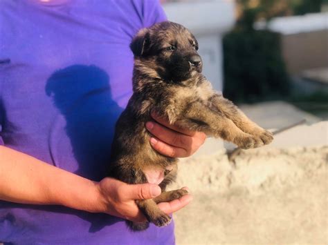 پاپی‌های... - Afghanistan German Shepherd Dogs Club