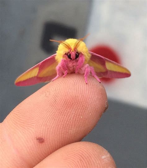 Rare Insects