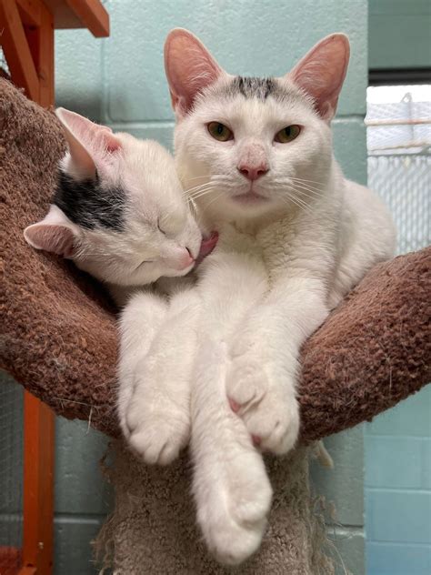 popcorn zoo animal shelter