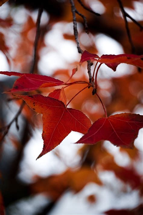 Download Maple Leaves Autumn Phone Wallpaper | Wallpapers.com
