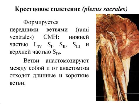 Поясничное и крестцовое сплетения - презентация онлайн