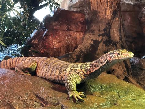 Celebrating World Lizard Day | WILD LIFE Sydney Zoo
