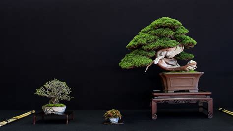 Bonsai San show 2017 - Bonsai Empire