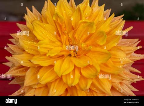 dahlias dahlia rarely  called georgines   genus