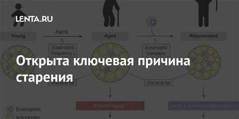 Открыта ключевая причина старения: Здоровье: Наука и техника: Lenta.ru