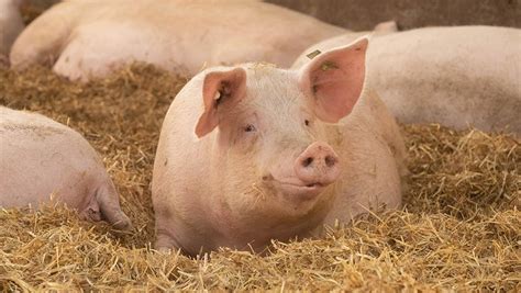 tips  maintaining sow body condition farmers weekly