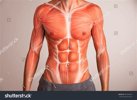4,454 imágenes de Chest training anatomy - Imágenes, fotos y vectores ...