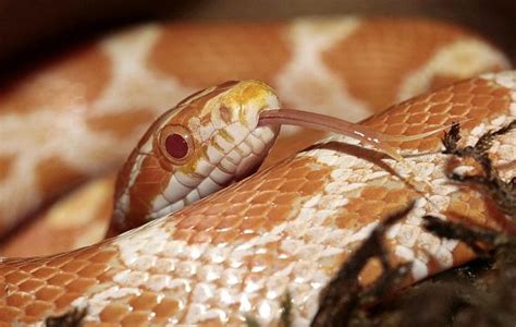 Corn Snakes - Learn About Nature