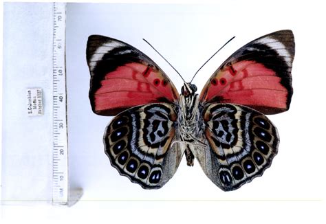 Agrias claudina sardanapalus (type specimens, page 2)