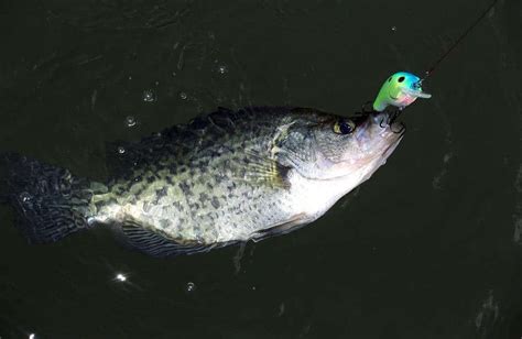 What Size Hook to Use For Crappie? Get More Crappies!