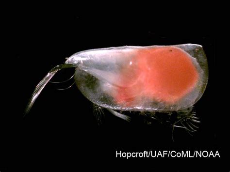 (Ostracoda) Класс Остракоды, Ракушковые ракообразные, Class Ostracoda 6 ...
