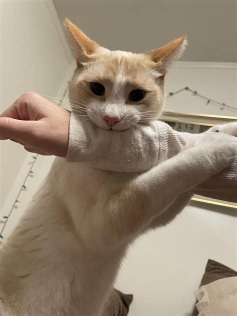 psbattle cat biting arm rphotoshopbattles