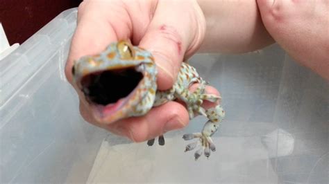 Tokay Gecko Bite - YouTube